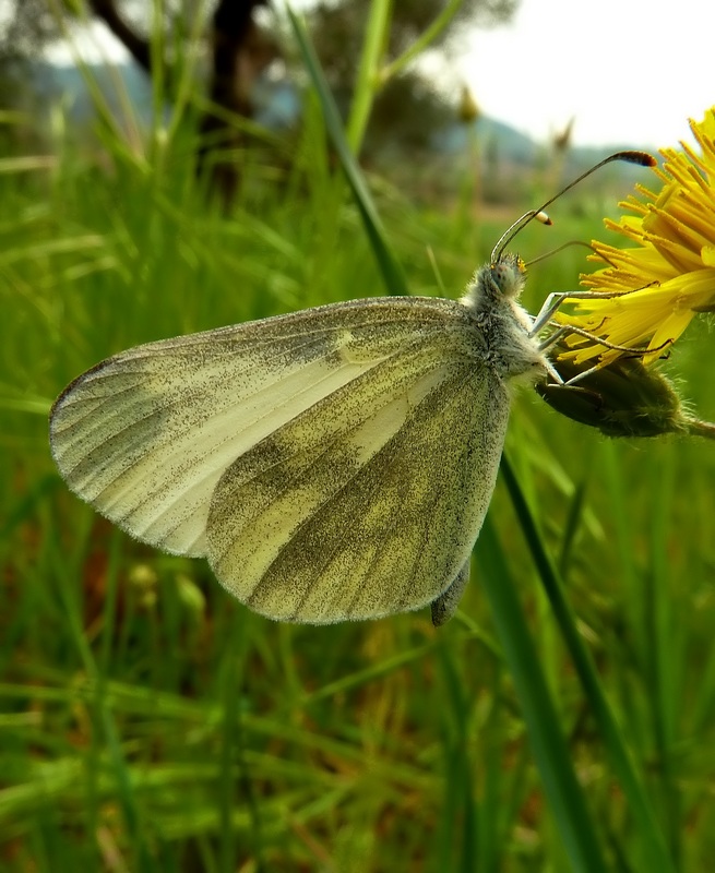 Le 15 Pieridae sp. dell''Umbria